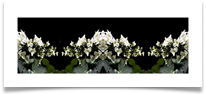 White Flower Collage - June Bannister
